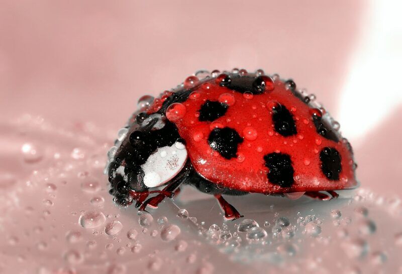 ladybug beetle insect lucky charm e1581331559300 - Which is important? Fixing Bugs or Adding Features