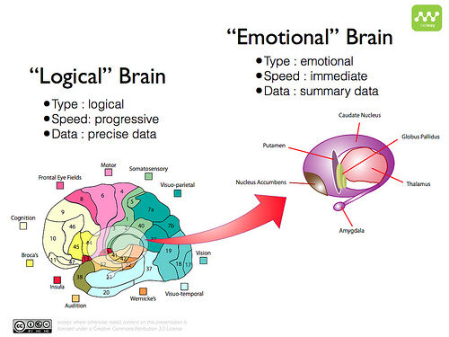 logical brain and emotional brain